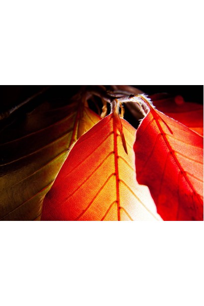 Бук європейський Atropunicea Purpurea 